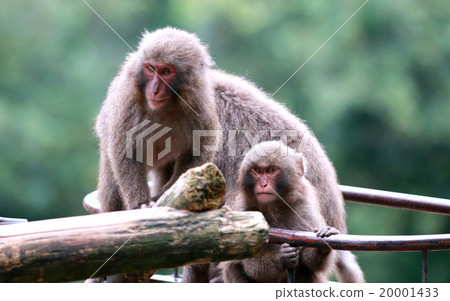 Parent and child of monkey 20001433