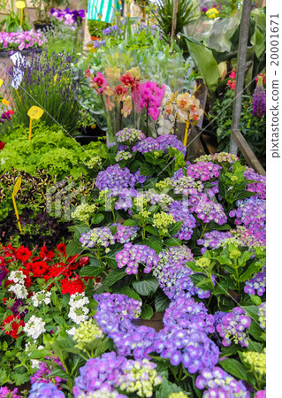 Street flower shop with colourful flowers 20001671