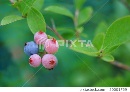 藍莓果實 藍莓果實 20001769