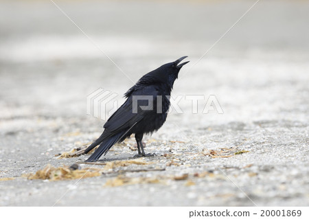 Hermopotus玻璃 20001869