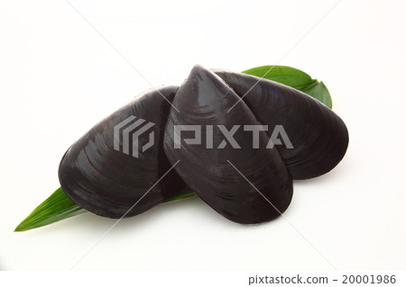 mussels	 mussels	 20001986