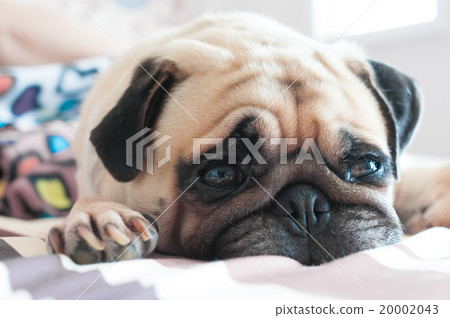 Face of Cute pug puppy dog sleeping on the bed 20002043