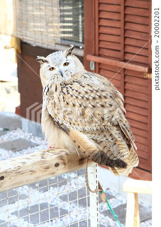 Earthworm Owl Owl Raptors Siberian Eagle Oyster Mushrooms Sibilicus Earthworm Owl Owl Raptors Siberian Eagle Oyster Mushrooms Sibilicus 20002201