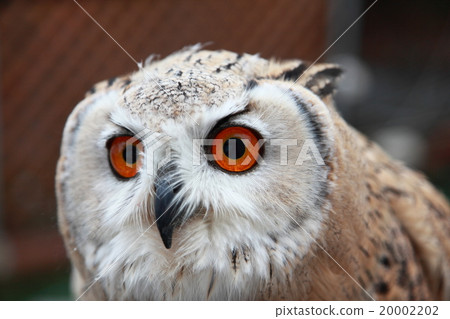 Earthworm Owl Owl Raptors Siberian Eagle Oyster Mushrooms Sibilicus Earthworm Owl Owl Raptors Siberian Eagle Oyster Mushrooms Sibilicus 20002202