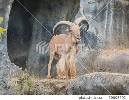 male barbary sheep male barbary sheep 20002302