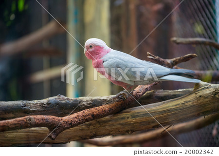 galah cockatoo 20002342