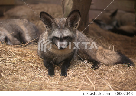 bat eared fox 20002348