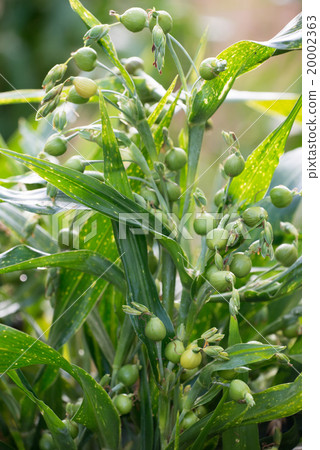 fresh job's tears fresh job's tears 20002363