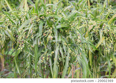 fresh job's tears 20002369