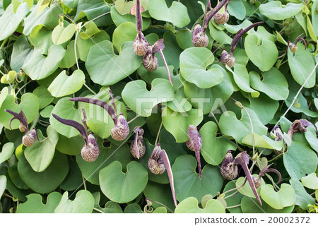 Aristolochia ringens Vahl Aristolochia ringens Vahl 20002372