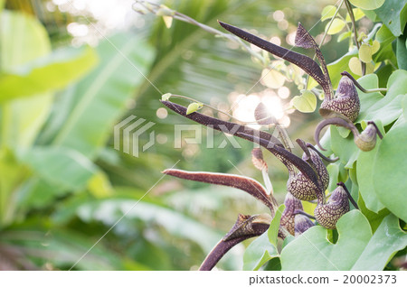 Aristolochia ringens Vahl 20002373