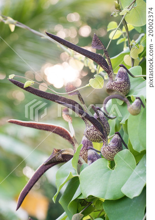 Aristolochia ringens Vahl 20002374