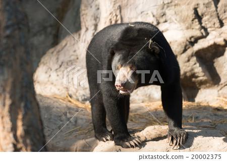 malayan sunbear 20002375