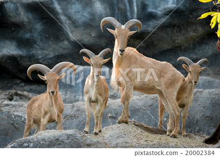 barbary sheep barbary sheep 20002384