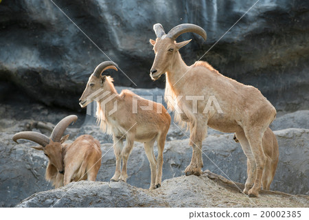 barbary sheep 20002385
