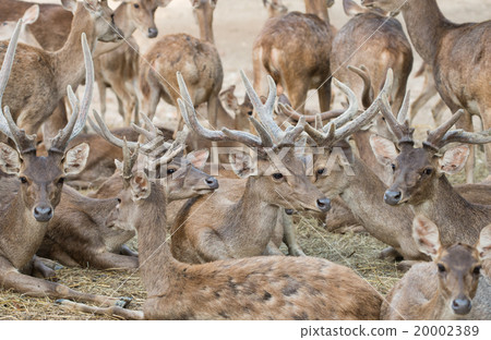 rusa deer rusa deer 20002389