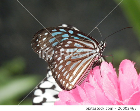 蝴蝶抽花蜂蜜 蝴蝶抽花蜂蜜 20002465