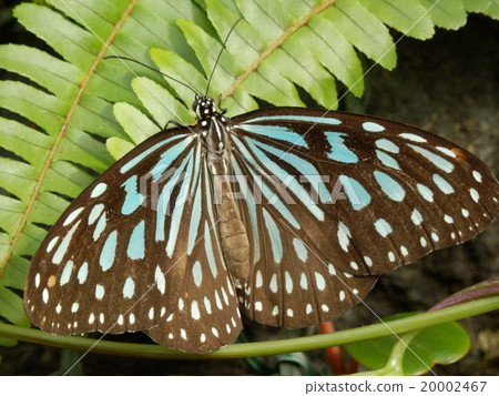 Butterflies stopping on leaves Butterflies stopping on leaves 20002467