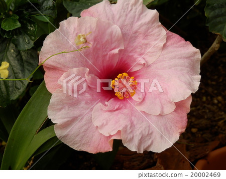 花 20002469