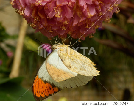 蝴蝶抽花蜂蜜 蝴蝶抽花蜂蜜 20002473