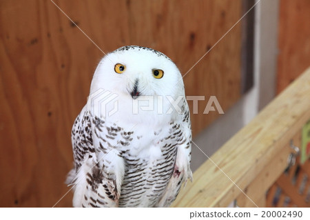 Earthworm Owl Ore Owls 20002490