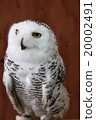 Earthworm Owl Ore Owls 20002491