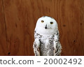 Earthworm Owl Ore Owls 20002492