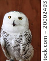 Earthworm Owl Ore Owls 20002493