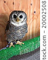 Earthworm Owl Owl Birds of Prey Charcoal Moly owl chicks 20002508