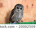 Earthworm Owl Owl Birds of Prey Charcoal Moly owl chicks 20002509