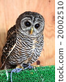 Earthworm Owl Owl Birds of Prey Charcoal Moly owl chicks 20002510