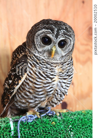 Earthworm Owl Owl Birds of Prey Charcoal Moly owl chicks 20002510