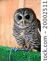 Earthworm Owl Owl Birds of Prey Charcoal Moly owl chicks 20002511