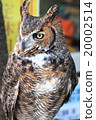 Earthworm Owl Owl Birds of Prey America Wasimi Misuku chicks 20002514