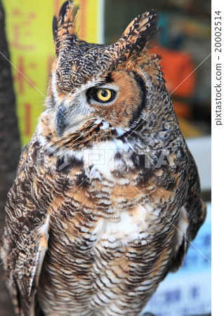 Earthworm Owl Owl Birds of Prey America Wasimi Misuku chicks 20002514