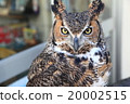 Earthworm Owl Owl Birds of Prey America Wasimi Misuku chicks 20002515