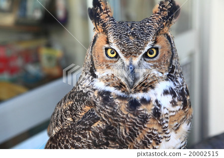 Earthworm Owl Owl Birds of Prey America Wasimi Misuku chicks 20002515