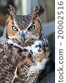 Earthworm Owl Owl Birds of Prey America Wasimi Misuku chicks 20002516