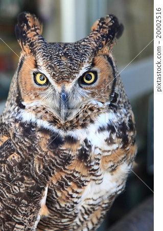 Earthworm Owl Owl Birds of Prey America Wasimi Misuku chicks 20002516