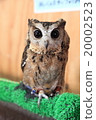 Earthworm Owl Owl Birds of Prey Colored Scoop Oulu chicks 20002523