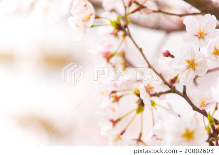 櫻花盛開 櫻花盛開 20002603