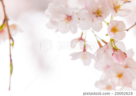 Cherry tree in full bloom  20002628