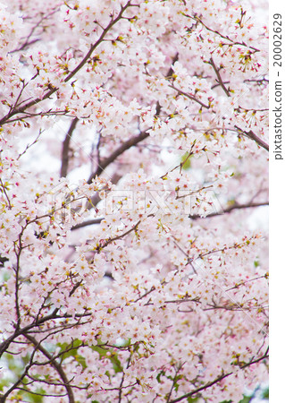 櫻花盛開 櫻花盛開 20002629