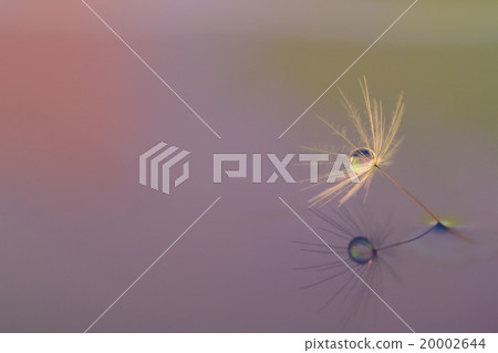 蒲公英創作的絨毛圖片水滴圖片 20002644