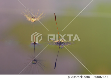 蒲公英創作的絨毛圖片水滴圖片 20002645