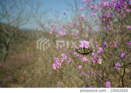 Gift butterfly 20002689