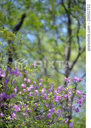 Gift butterfly Gift butterfly 20002712