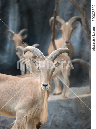 male Barbary sheep (Ammotragus lervia) male Barbary sheep (Ammotragus lervia) 20002892