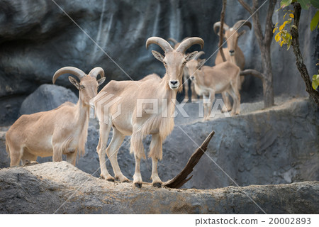 male Barbary sheep (Ammotragus lervia) 20002893