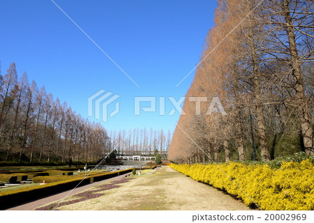 相思原公園的水杉在冬天(1月)神奈川縣相模原市 相思原公園的水杉在冬天(1月)神奈川縣相模原市 20002969